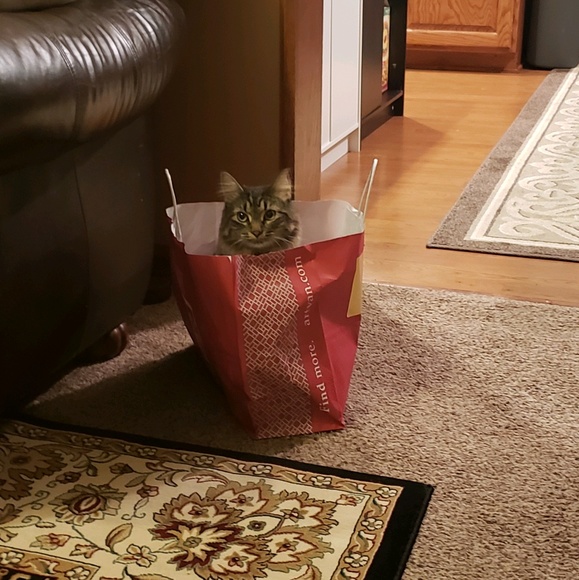 Meet your Posher, Maggie - Picture 1 of 1